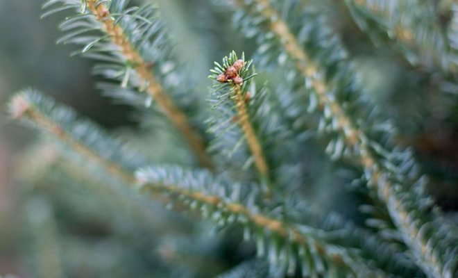 9 Fun Facts About Christmas Trees