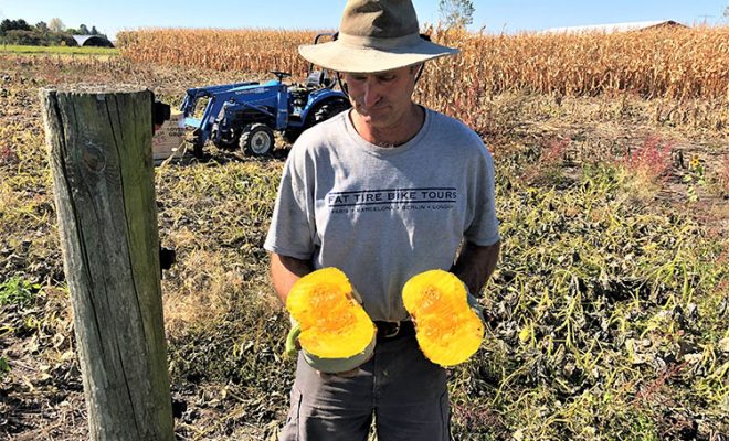 Ornamental Corn Grows in Illinois Too