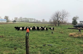 Rayne, center, helps Julie Willis, right, and Lori Swanson herd the Willis family’s Belted Galloway cattle from one pasture to the next on a rainy fall day near Belvidere. (Photo: Mike Orso)