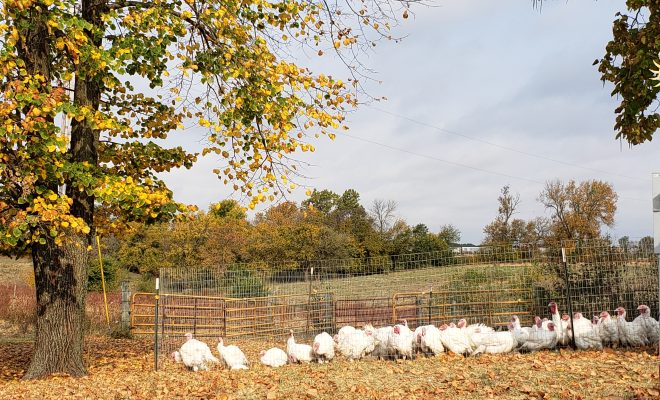 From the Perfect Turkey to Thanksgiving Leftovers, Share Your Holiday Recipes