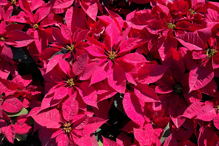 poinsettias