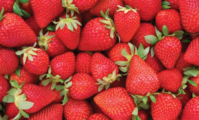 6 Fun Farm Facts About Strawberries