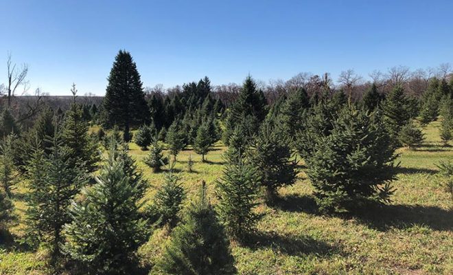 Go Green and Get Real at an Illinois Christmas Tree Farm