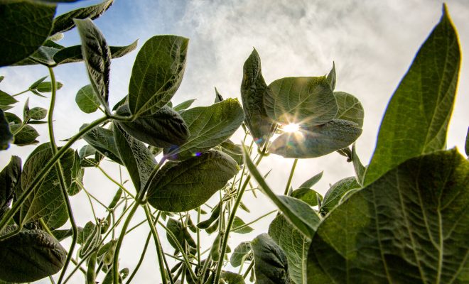 soybean plants growing on farm