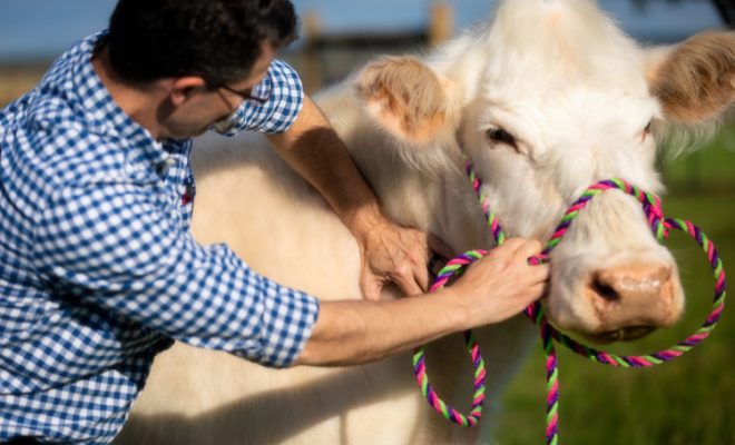 Renold Bleem, animal chiropractor, treating cow