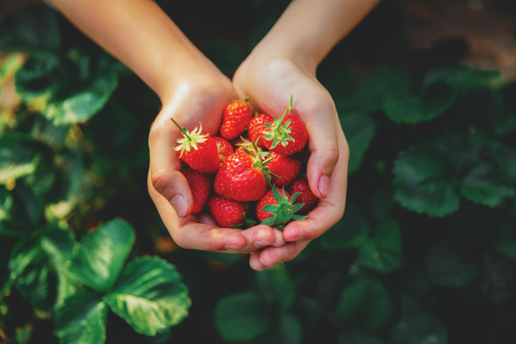 handful of strawberries