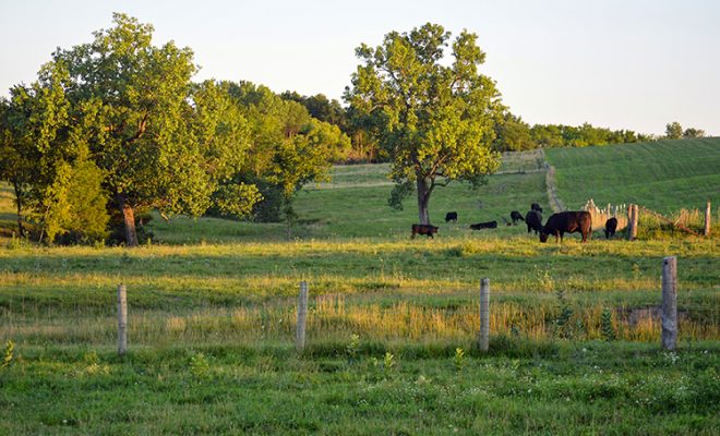 beef cattle on farm