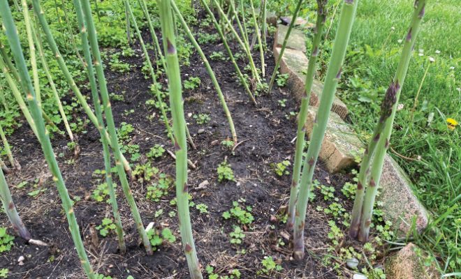 Asparagus garden with a brick border