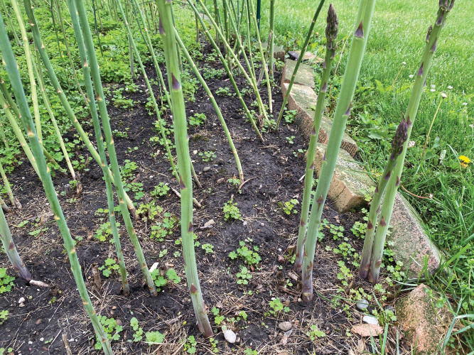 Asparagus garden