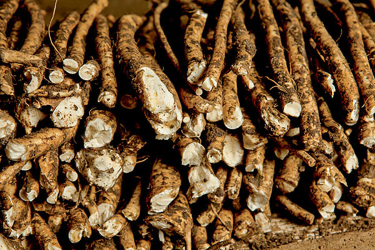 Illinois horseradish