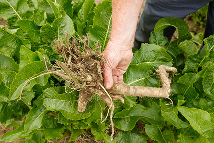 Illinois horseradish