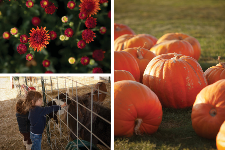 Photos from Heap's Giant Pumpkin Farm in Minooka, a 45-acre pumpkin patch and is a working farm that raises corn and soybeans.