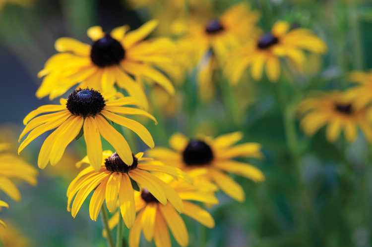 black-eyed Susans blooming 