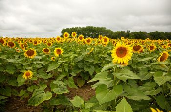 Illinois sunflower trails