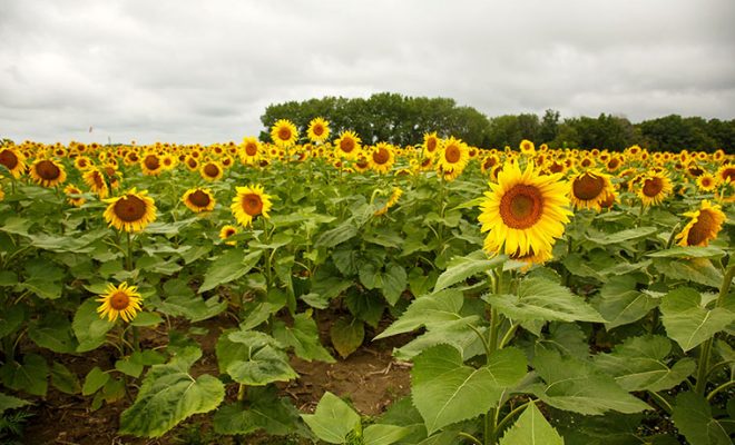 Why You Should Visit an Illinois Sunflower Trail (VIDEO)