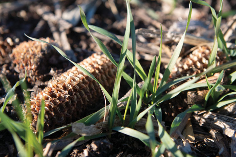 up close of the cereal rye cover crop