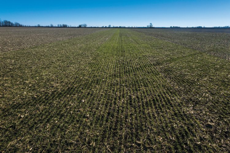 Cereal rye cover crops grow over recenlty harvested corn crops