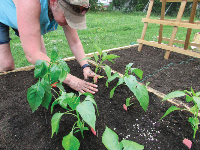 Woman planting in raised bed