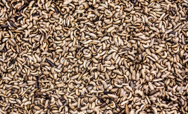 World’s Largest Insect Protein Facility Coming to Decatur