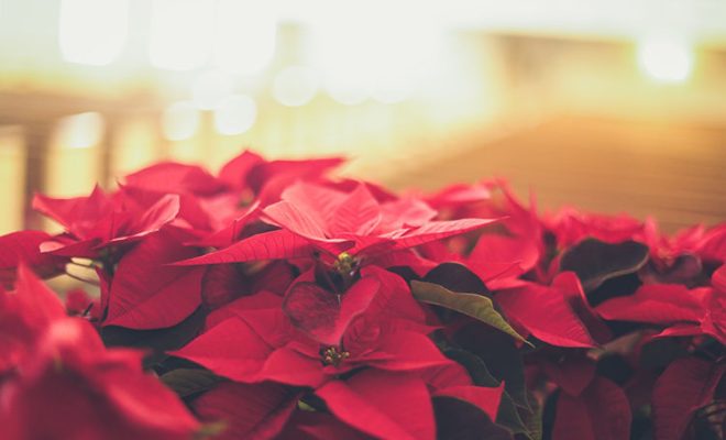 How to Select and Care for Poinsettias