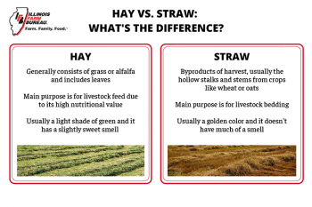 Hay Vs. Straw: What's the Difference?