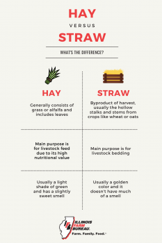 Hay Vs. Straw