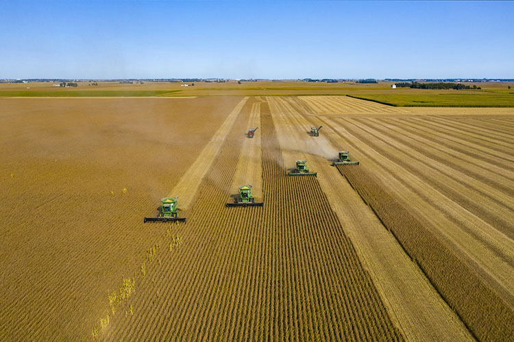 Harvesting a corn field 