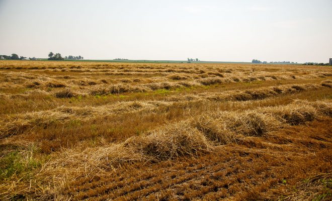 Hay Vs. Straw: What’s the Difference?