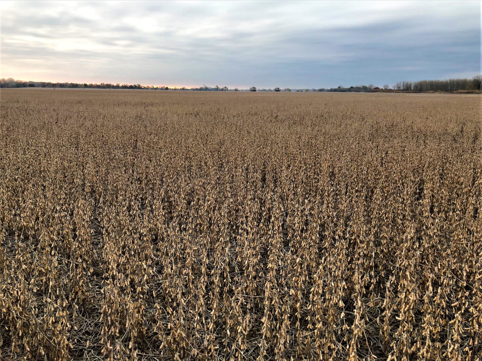 soybeans for harvest