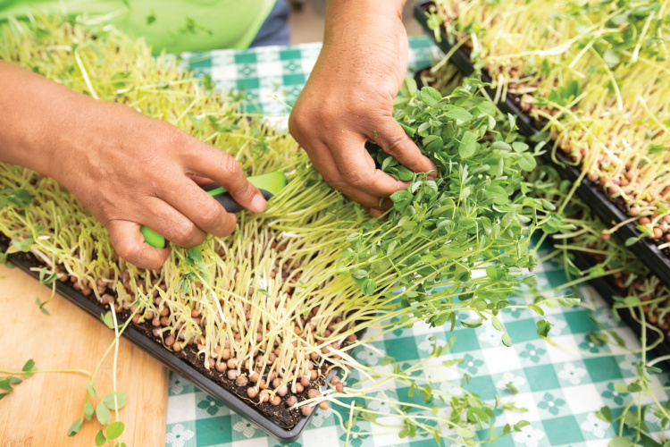 up-close photo of the Sweet Pea micro greens