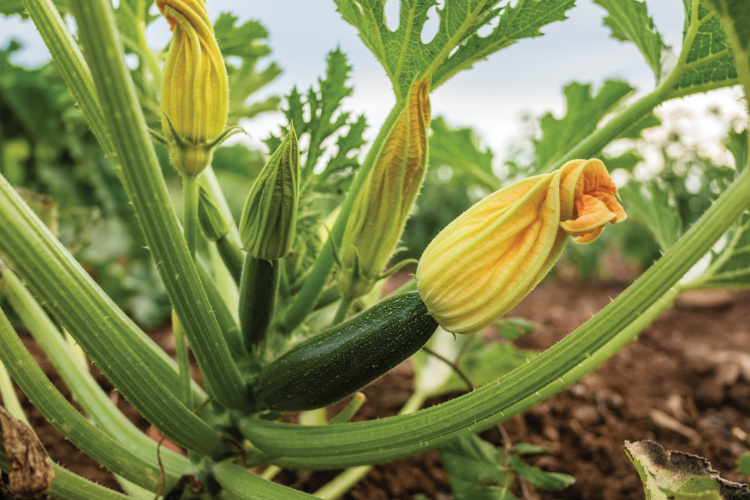 Zucchini plant bloom