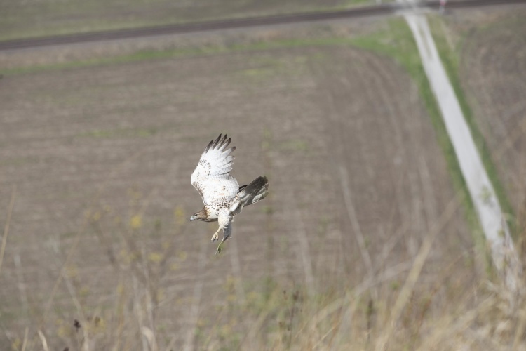 A Red-Tailed Hawk flies at the White Rock Nature Reserve