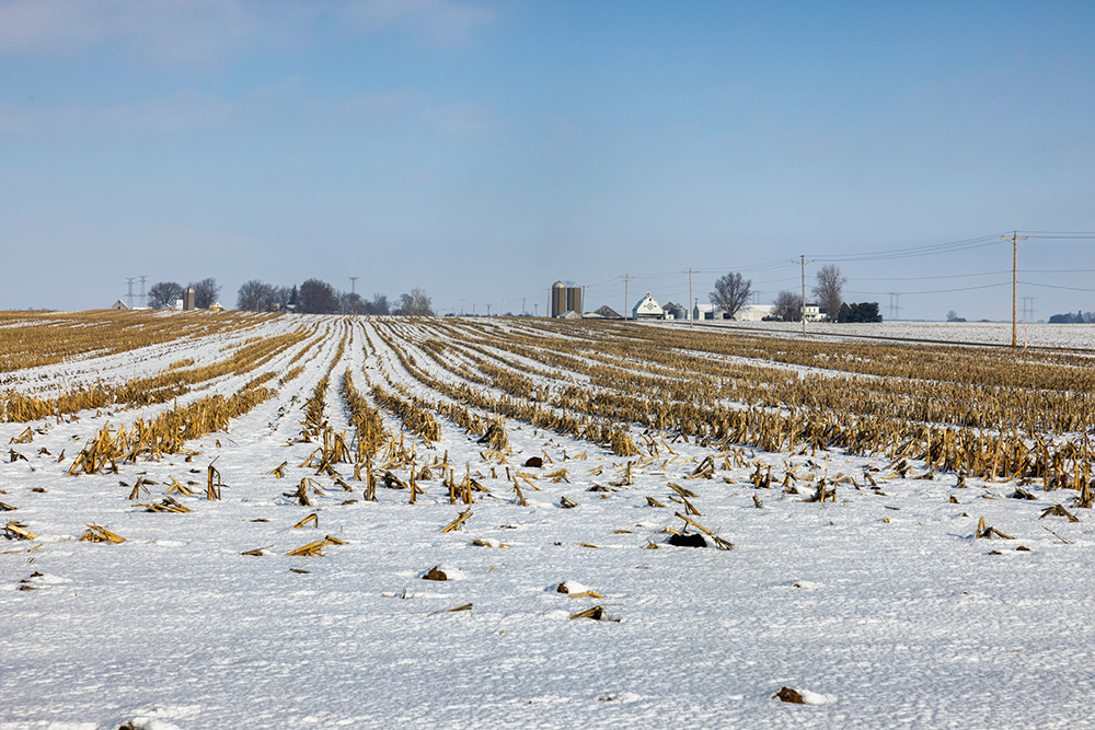Stalks sticking up through the snow with farm buildings in the background 