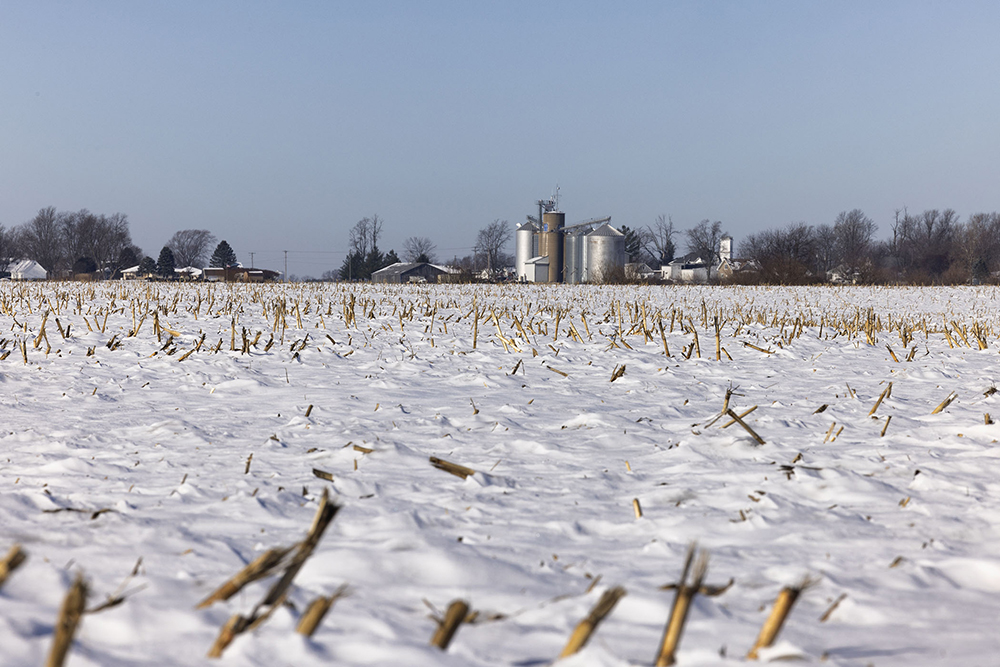 A few crops pokinng up through the snow with farm buildings in the background 