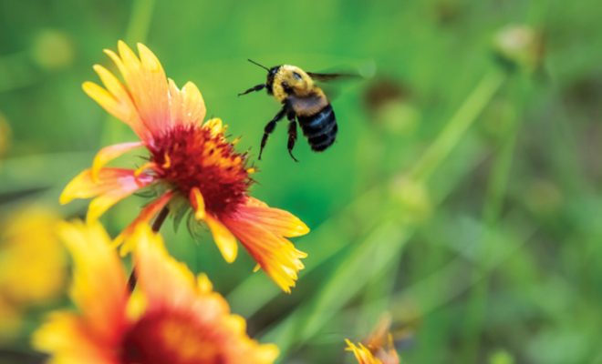 A Carpenter bee lands on a flower in a pollinator garden