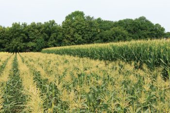Corn field