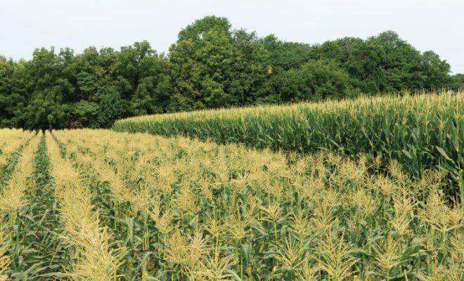 Everything You Ever Wanted to Know About Illinois-Grown Corn