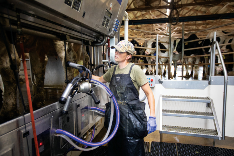 Leanne Casner works in the milking parlor