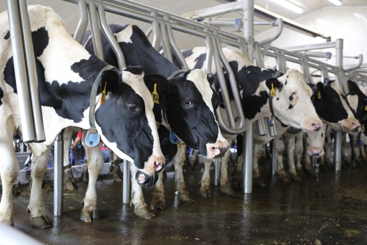 Cows in the milking parlor