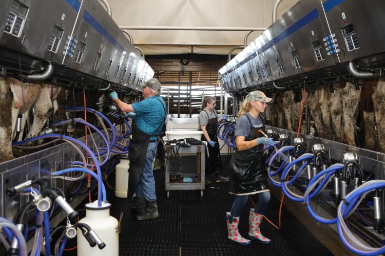 Workers in the milking parlor at the Clavin Dairy