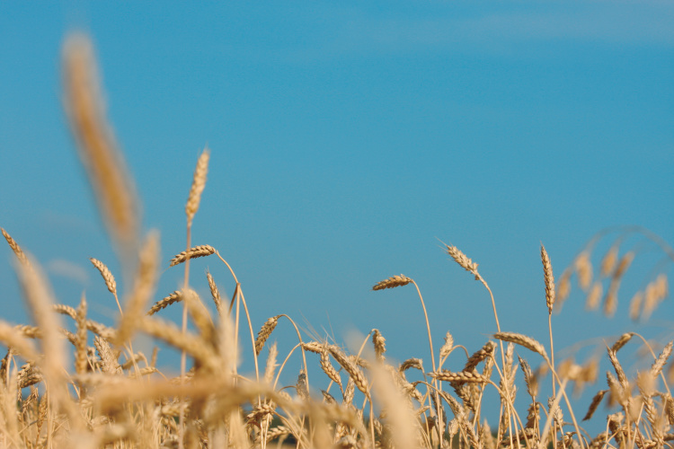 Wheat against a light blue sky