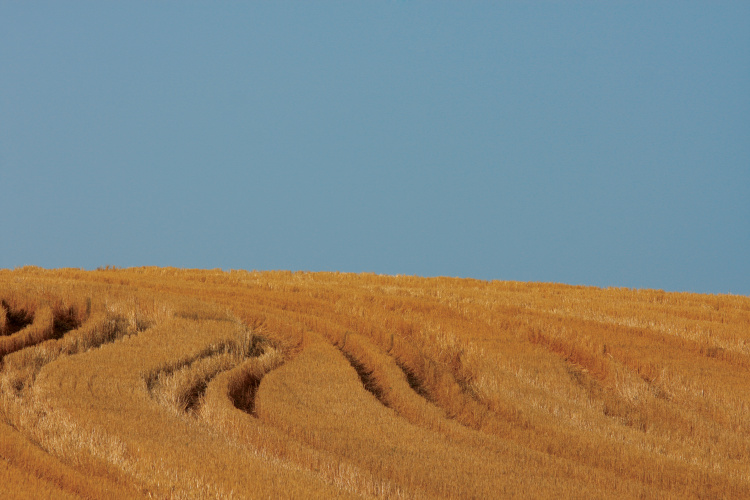 Wheat fields in Illinois
