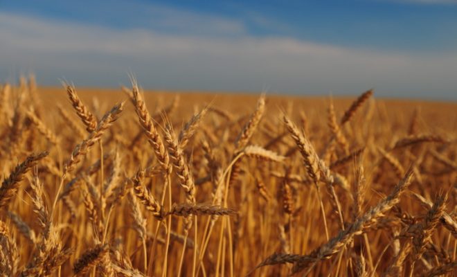 Farm Facts: Wheat