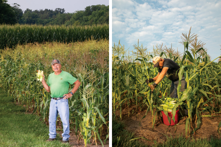 Norm Diehl in his sweet corn field