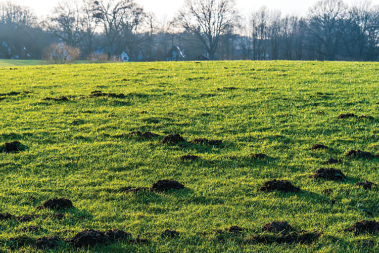 mole hills