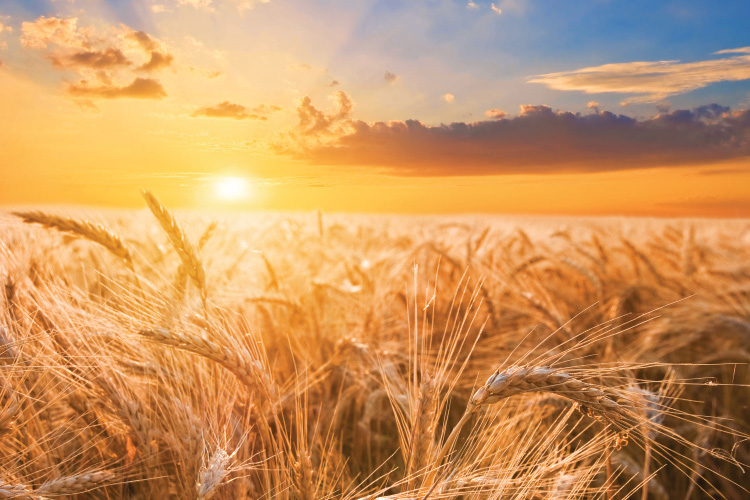 Wheat field at the sunset