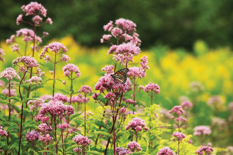 Monarch butterfly landing amongst milkweed and goldenrod