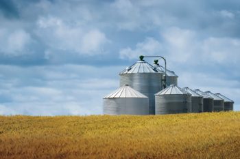 Group of grain bins in a wheat field