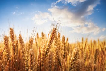 wheat field with bright blue sky
