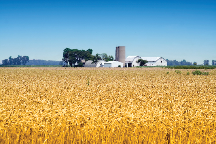 A wheat field with a barn in the background